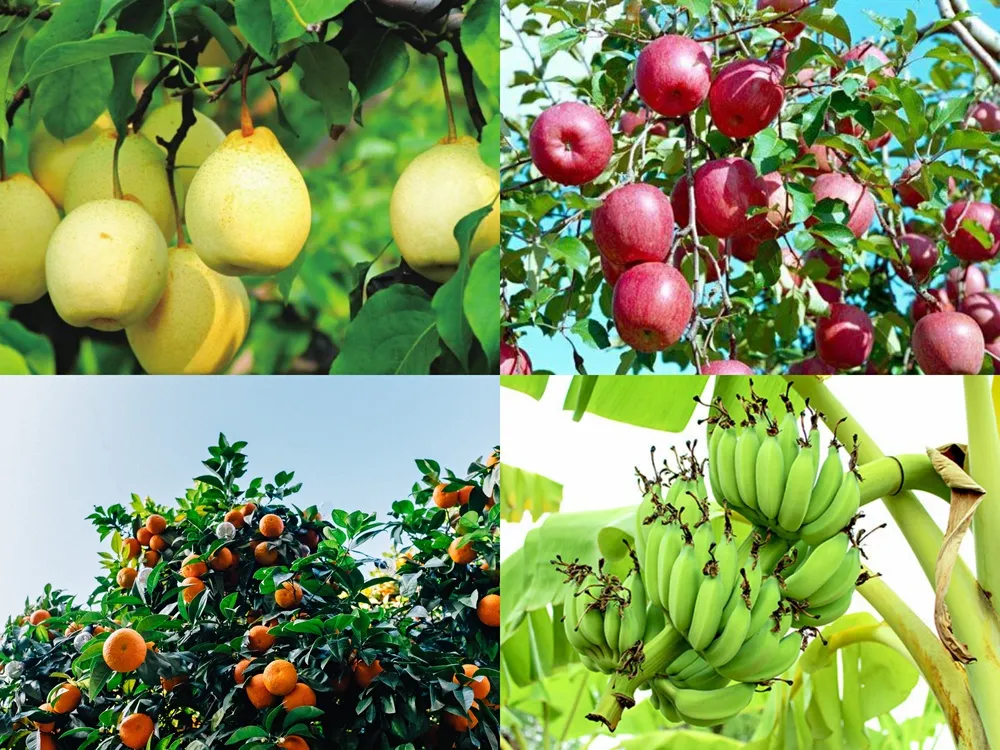 磷酸二氫鉀的幾個神奇組合方案，讓你的作物成為別人家羨慕的對象？