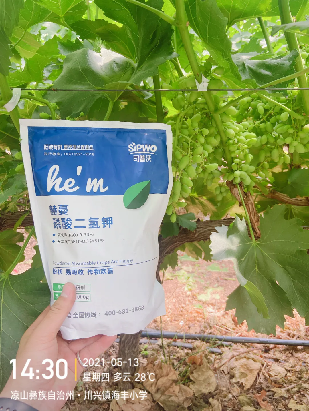 磷酸二氫鉀的辨別真假現(xiàn)場，99%以上是假貨！