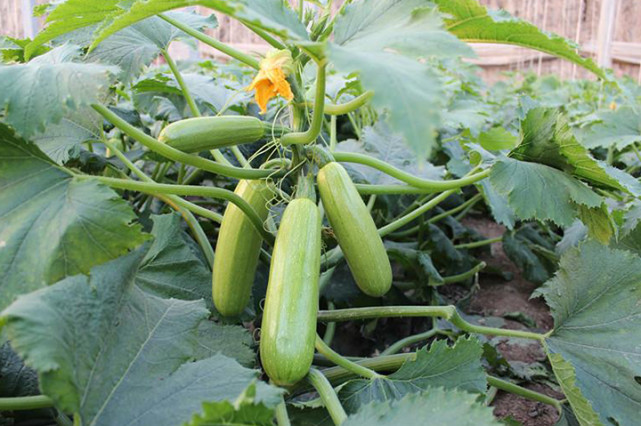 西葫蘆死苗，不知道是什么原因，司普沃來幫您！