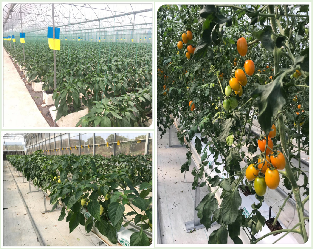 番茄早疫病害怎么辦！原來(lái)是這個(gè)原因