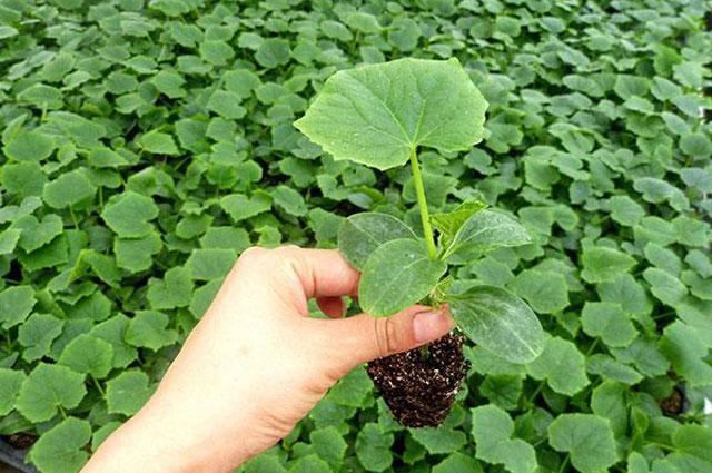 越夏黃瓜旺長(zhǎng)徒長(zhǎng)怎么辦?司普沃教您一招有效解決。