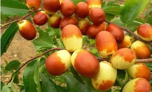 棗樹(shù)出現(xiàn)裂果，是什么原因，來(lái)聽(tīng)聽(tīng)司普沃是怎樣說(shuō)的
