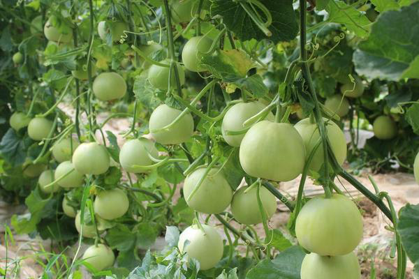 拱棚甜瓜下部葉片發(fā)黃，咋回事？來(lái)看看司普沃是怎么說(shuō)的