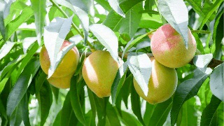 果實(shí)膨大期，遇持續(xù)降雨，怎么辦？司普沃來(lái)幫您