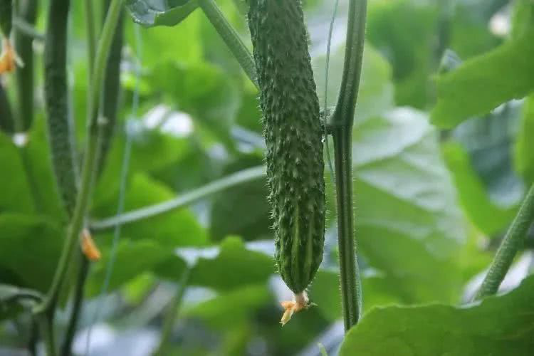 棚室黃瓜出現(xiàn)徒長(zhǎng)的原因是什么？該如何控制？速看司普沃這篇文章