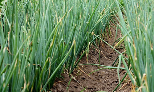 大蔥干尖黃葉，司普沃帶您了解原因及其防治措施！