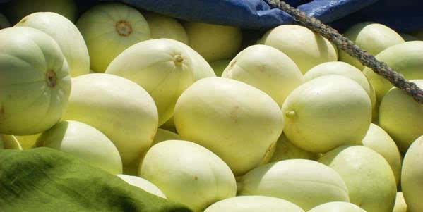 甜瓜出現(xiàn)早衰，司普沃告訴您早衰原因和防治措施，速看！