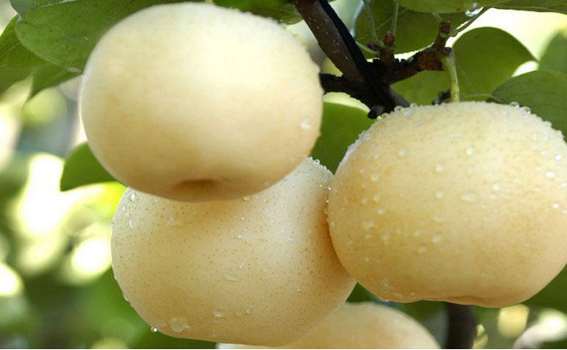 黃冠梨秋季如何管理？快與司普沃一起來看看！