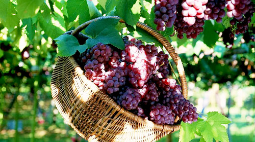 葡萄出現(xiàn)軟果？不知道原因？快與司普沃一起來尋找答案吧