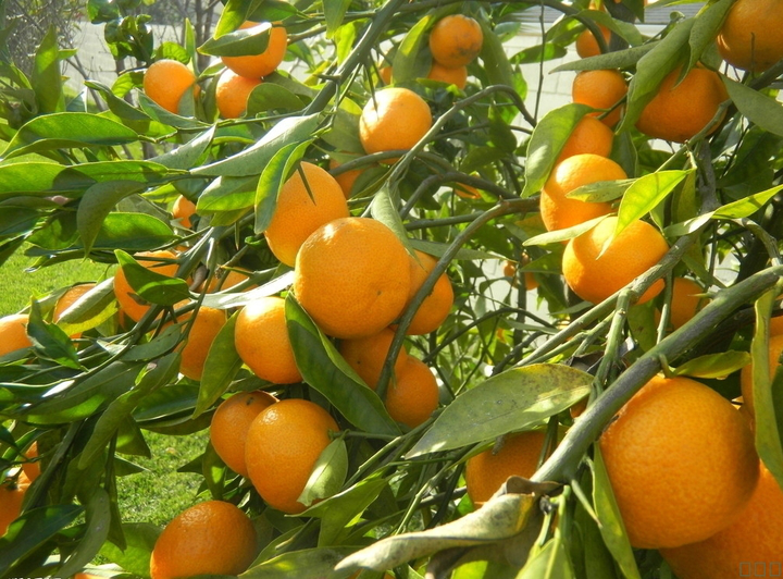 柑橘采前落果？是何原因？與司普沃一起來探究探究