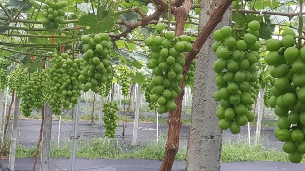 司普沃淺談陽光玫瑰種植技術(shù)與管理