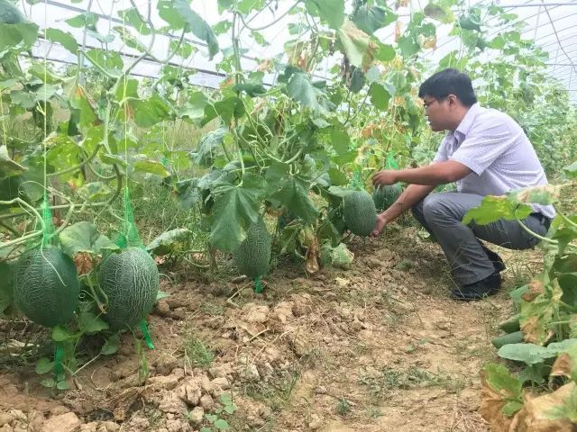 哈密瓜白粉病嚴重？如何進行防治？司普沃為您解答