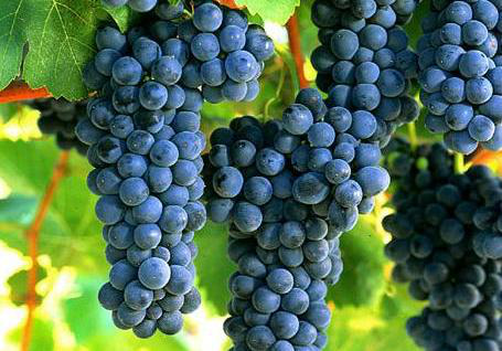 葡萄采收前一定要補充鈣，為什么呢？快與司普沃一起來看看