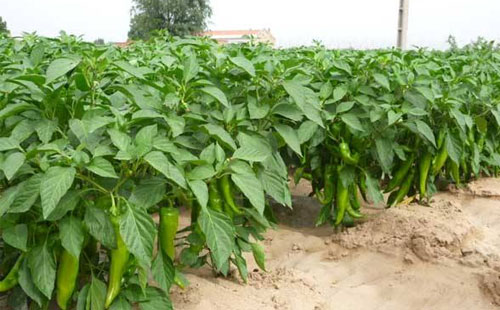 辣椒炭蛆病嚴(yán)重化，如何進(jìn)行有效防止？司普沃給出了答案