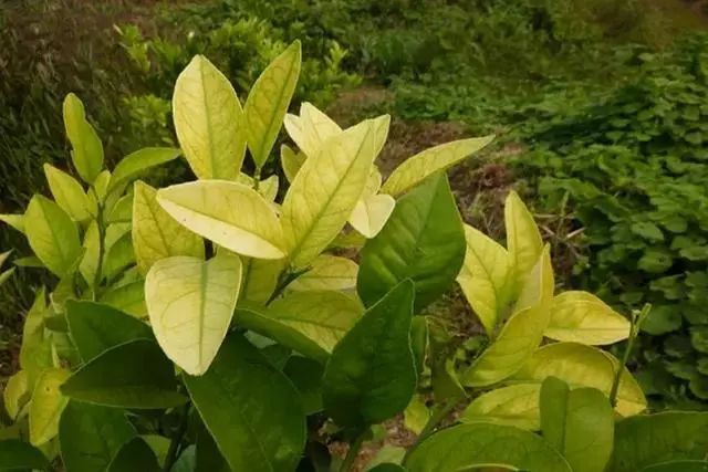 柑橘黃化是什么原因？我們?cè)撛鯓咏鉀Q？速看司普沃這篇文章
