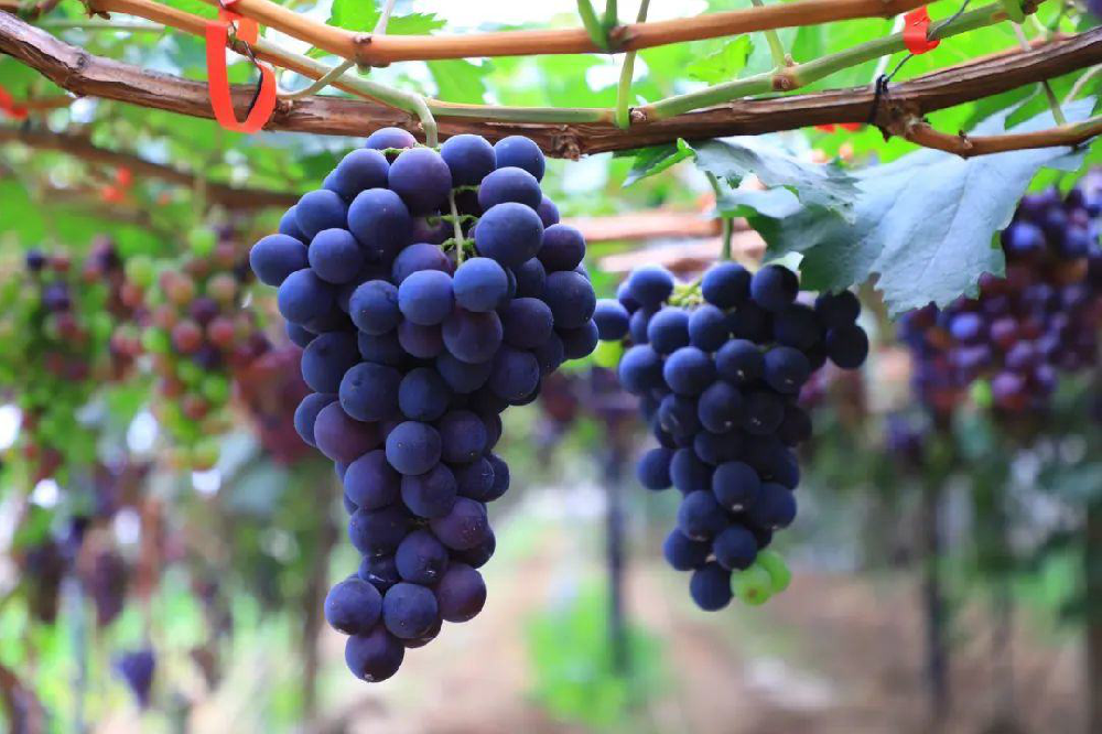葡萄采收后如何管理？從哪里管理？速與司普沃一起了解一下