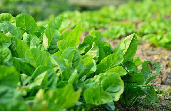 蔬菜根系弱、花少、病害多，怎么辦？與司普沃一起來看看