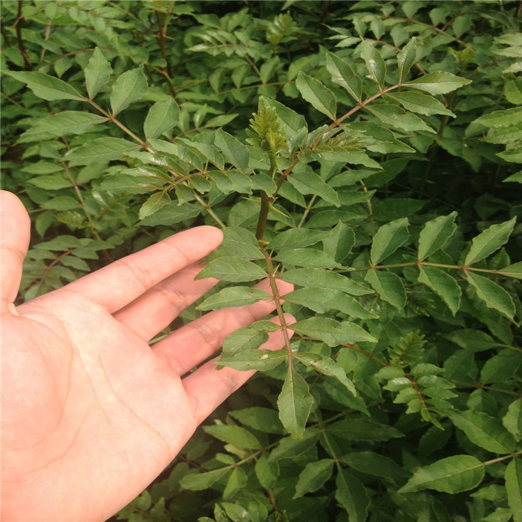花椒根腐病如何防治？司普沃教您一招輕松解決