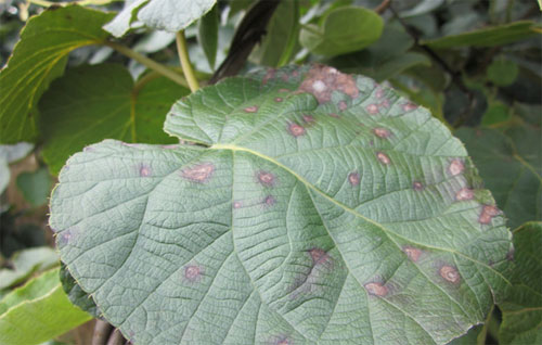 獼猴桃黑斑病怎么防治？司普沃為您解答