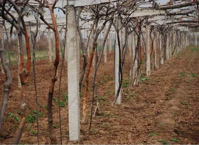 司普沃淺談獼猴桃潰瘍病防治技術與管理