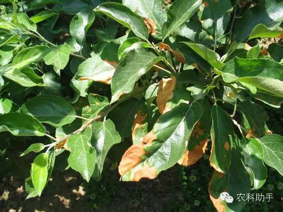 蘋果圓斑根腐病怎么辦？司普沃教您一招有效預防