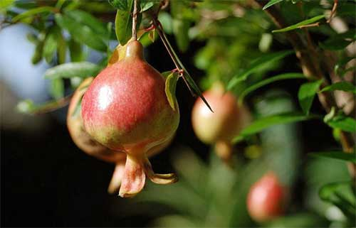 番石榴立枯?。ǜ煽莶。┰趺捶乐?？司普沃為您解決