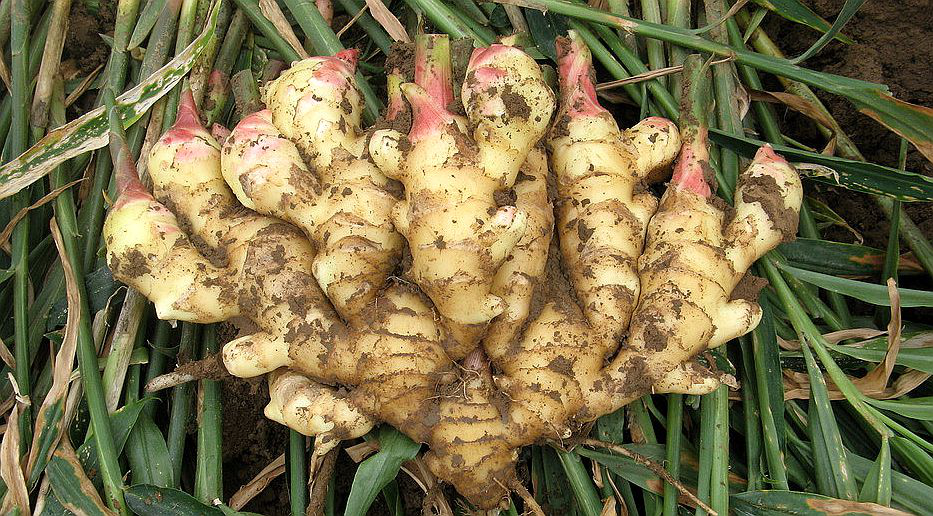 大姜想獲得高產(chǎn)，但死棵嚴重怎么辦？司普沃來幫您