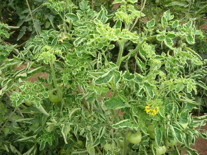 西紅柿卷葉是什么原因？應(yīng)該怎樣防治？與司普沃一起來(lái)看看