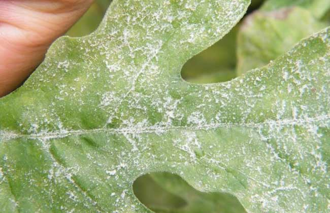 西瓜白粉病怎么防治？司普沃告訴您個小妙招