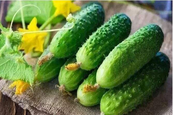 想要黃瓜優(yōu)質(zhì)生長(zhǎng)，需要考慮哪些因素，與司普沃一起討論討論