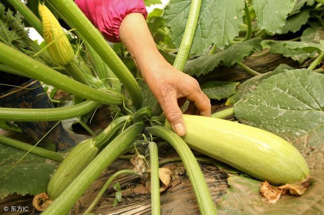 西葫蘆炭疽病如何防治？司普沃教您一招輕松解決