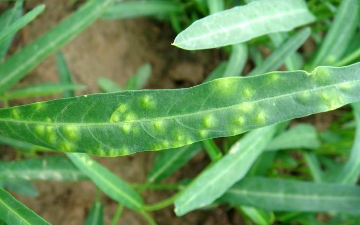 司普沃淺談空心菜白銹病的癥狀、病原、發(fā)生規(guī)律及防治技術(shù)