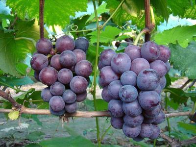 司普沃淺談巨峰葡萄種植技術與管理