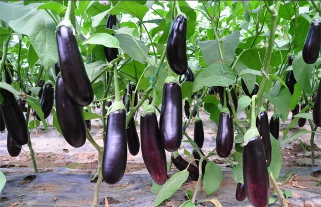 大棚茄子畝產(chǎn)4萬斤，是怎么做到的呢？來看司普沃有什么好方法