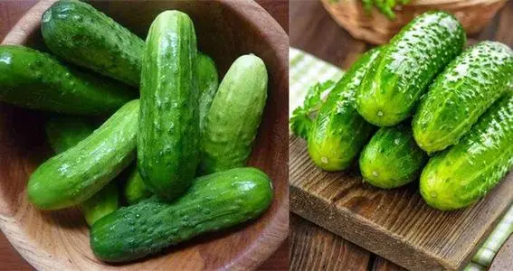 黃瓜秧子細(xì)需要施用什么肥？如何施用？司普沃為您解答