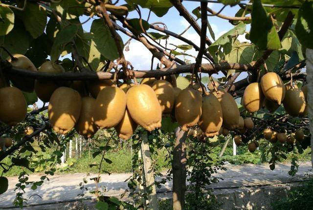 降溫后，需加強對火龍果的管理，速看司普沃這篇文章