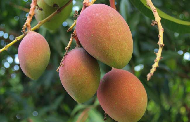 11月份，芒果的管理重點是哪些？司普沃帶您了解