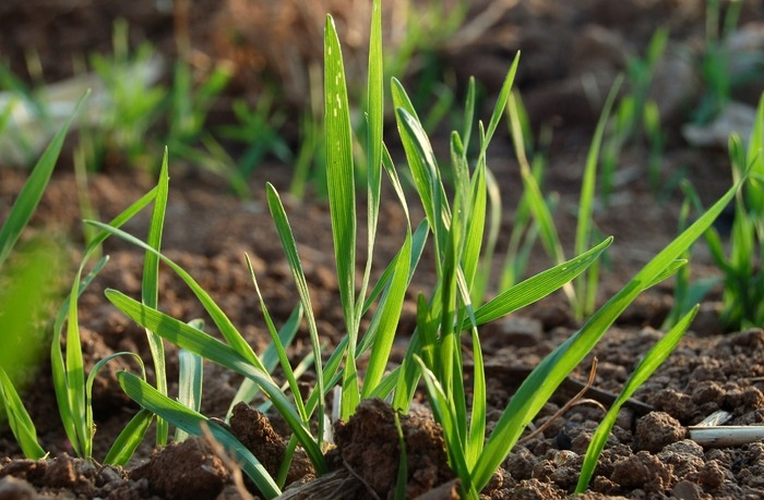 冬前只要抓好這3點，小麥苗壯產(chǎn)量高，速看司普沃這篇文章