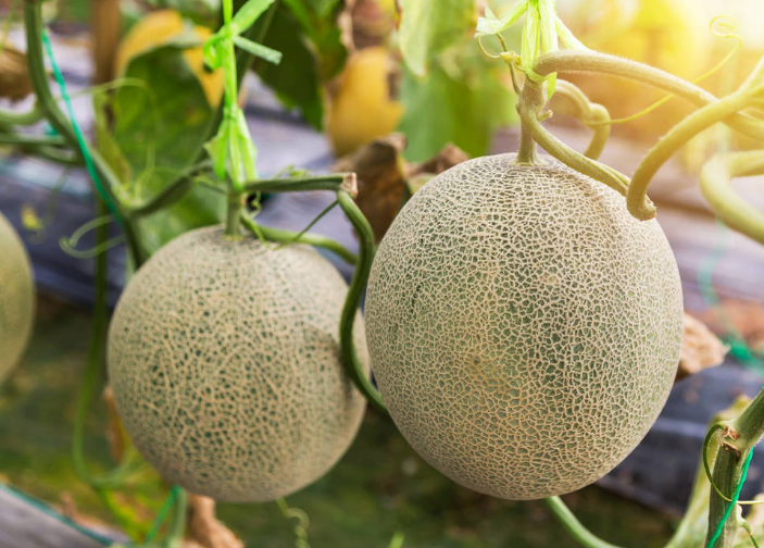 哈密瓜掛果后，如何管理才能增收？速看司普沃這篇文章