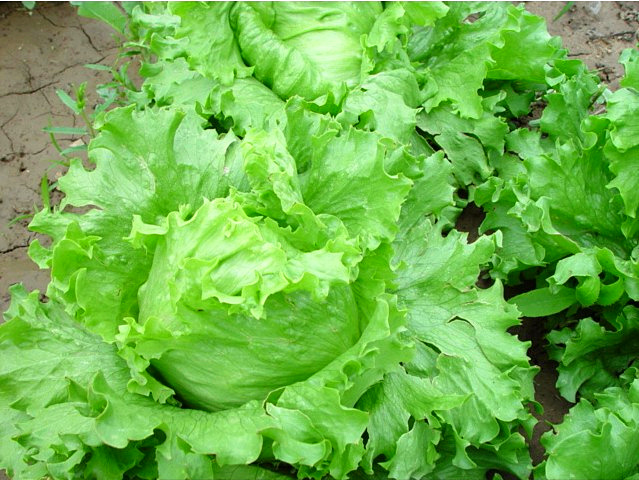 結(jié)球生菜不結(jié)球？愁壞農(nóng)戶！司普沃邀您一起找原因