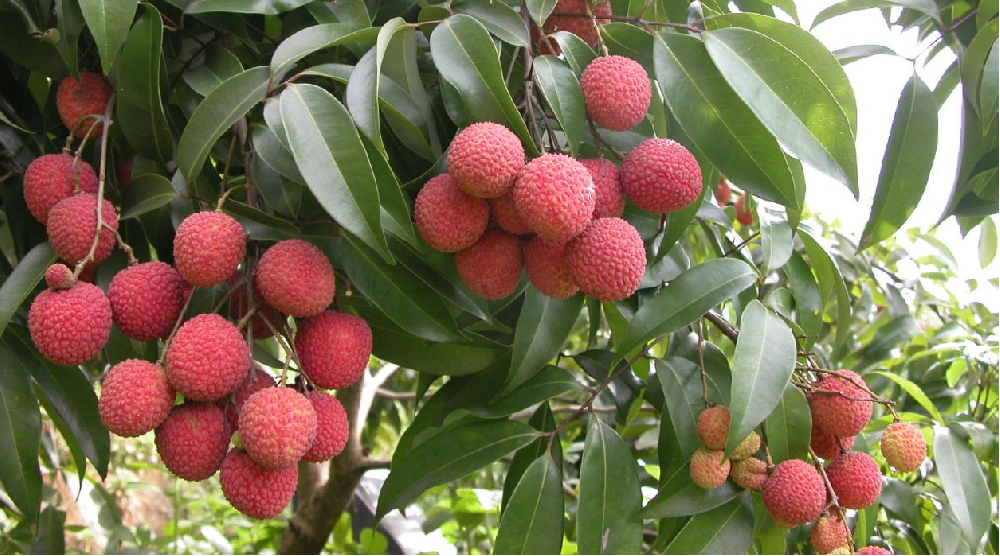 荔枝的花芽分化階段，如何管理水肥？司普沃告訴您