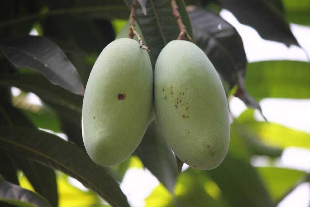 芒果補(bǔ)鈣竟這么重要，你補(bǔ)鈣了嗎？司普沃提醒大家要給芒果補(bǔ)鈣了