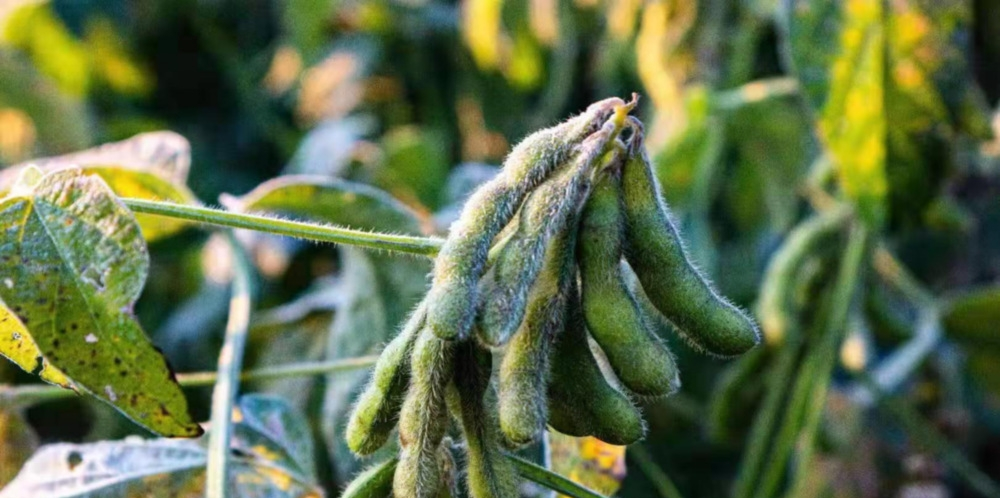 作物為什么會(huì)凍傷？被凍傷后再預(yù)防有效嗎？與司普沃一起來(lái)探討