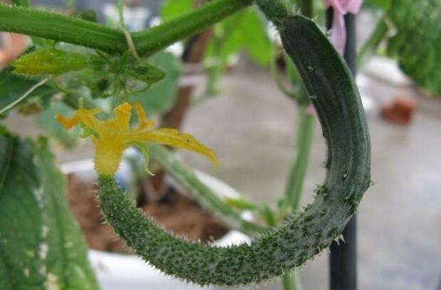 黃瓜中后期早衰現(xiàn)象多發(fā)，如何來(lái)防治，司普沃告訴您