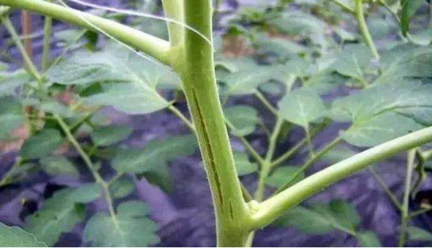 番茄嫩莖開裂，糟糕的事情發(fā)生了，怎樣來預(yù)防它
