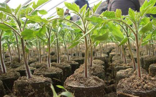番茄苗期徒長，你的預(yù)防措施，對嗎…