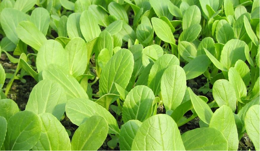 小白菜長得好不好，關(guān)鍵看這4點，簡單又高產(chǎn)