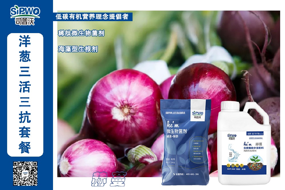 掌握這幾點洋蔥高產(chǎn)栽培技術，產(chǎn)量翻一番