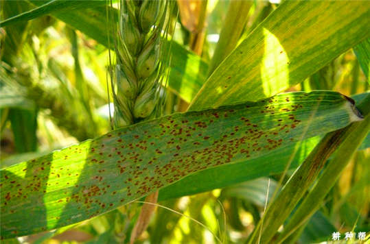 小麥長(zhǎng)“鐵銹”了？這到底是為什么呢?