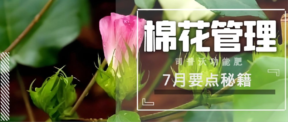 聚焦7月，新疆棉花管理秘籍